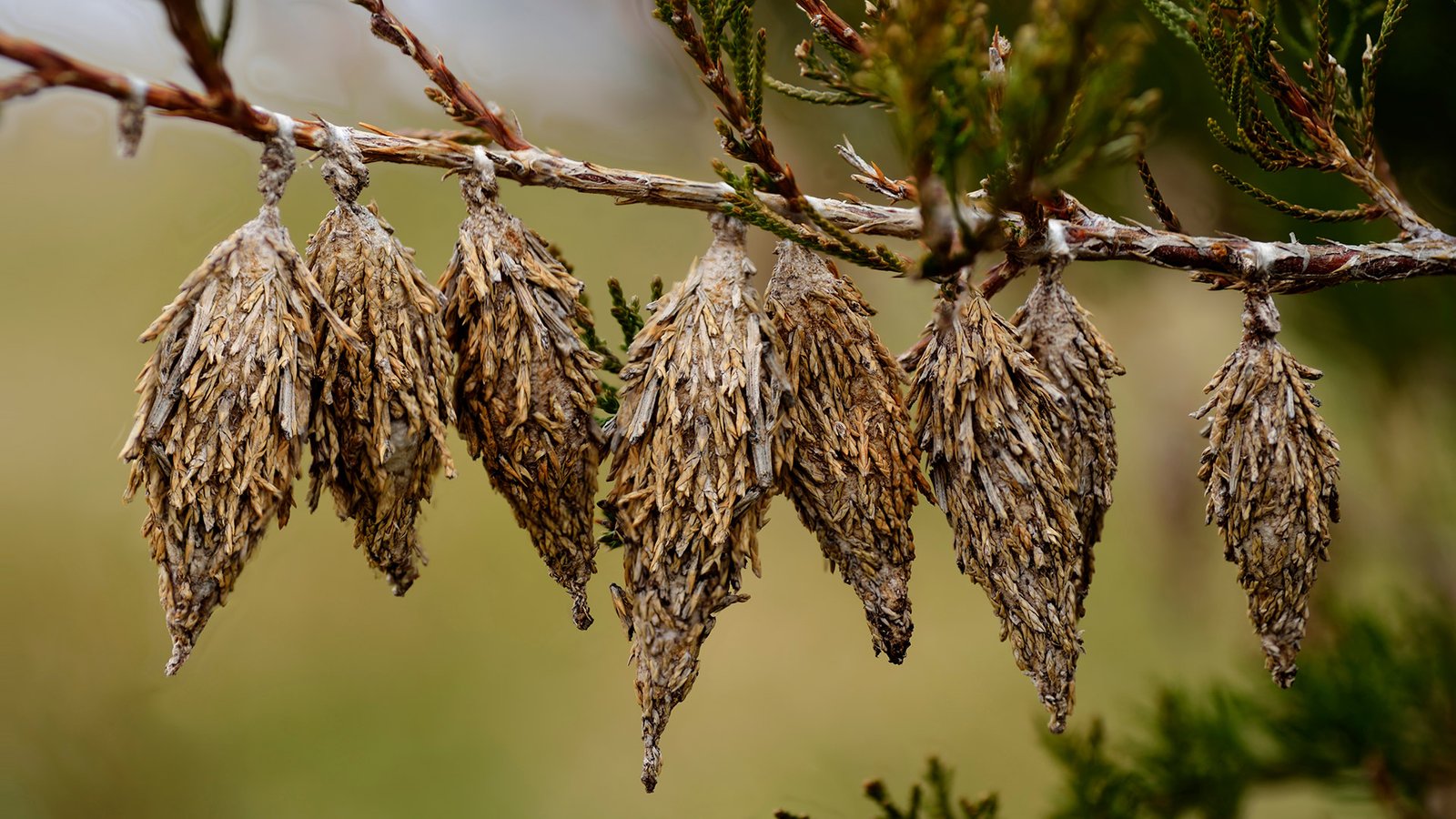 Common Tree-Damaging Insects in Elkhart & What to Do About Them