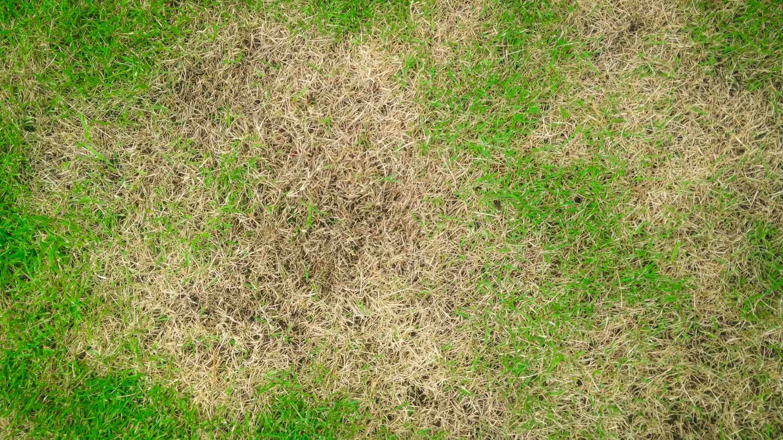 Is Your Lawn a Victim of Drought or Armyworms?