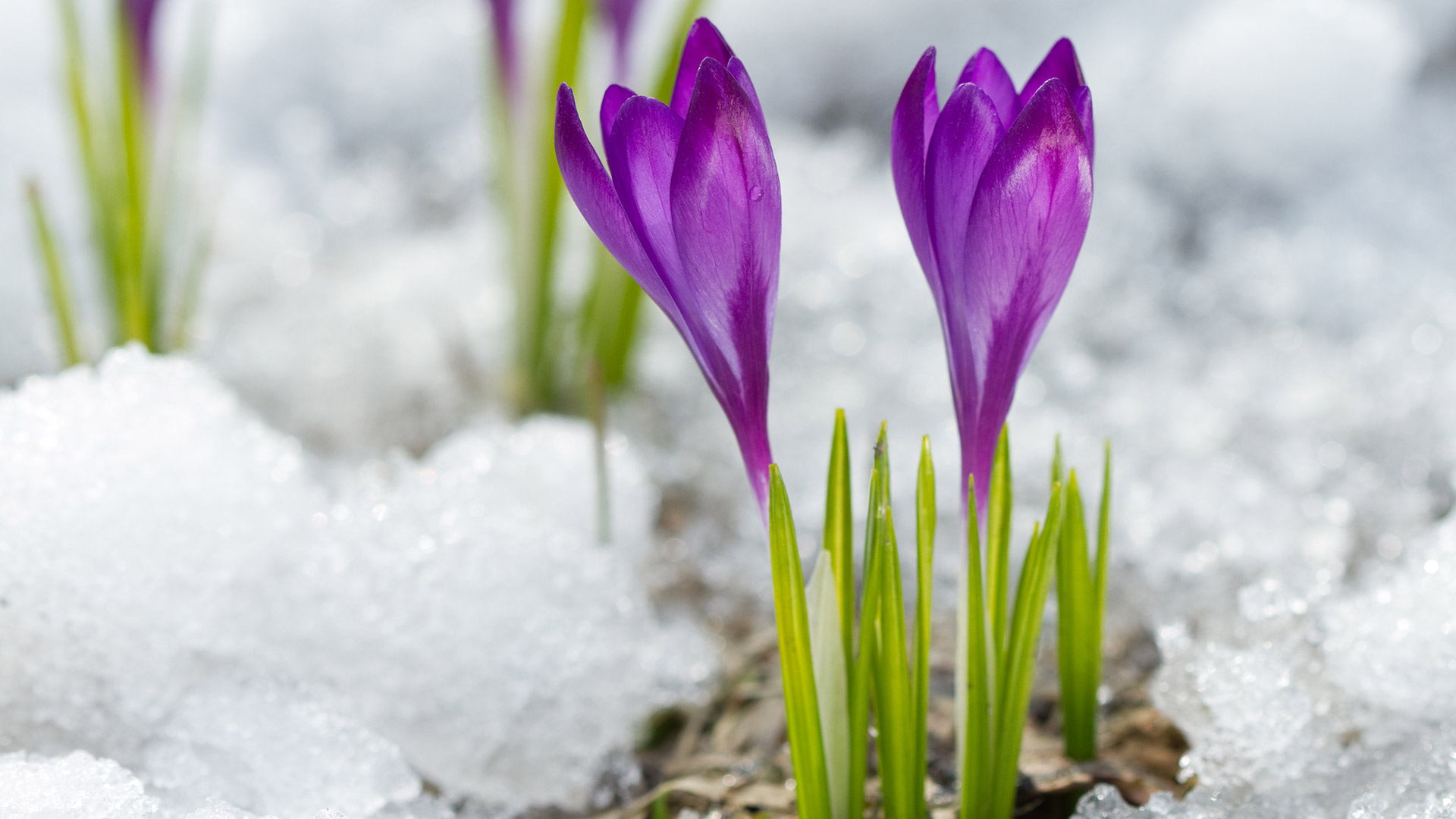 Your Spring Guide to Helping Your Lawn Emerge From Its Winter Slumber