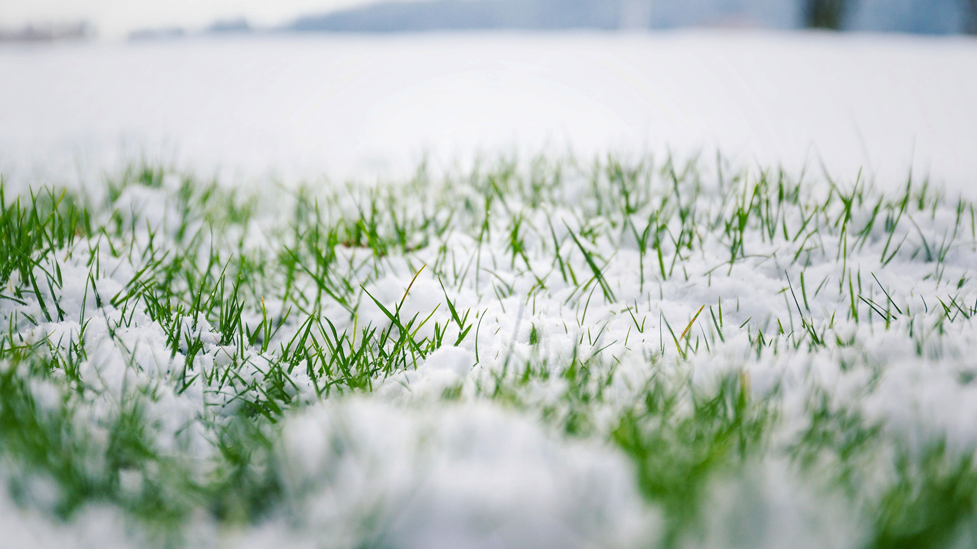 The Winter Season Doesn’t Mean Your Yard Is Safe from Pesky Weeds