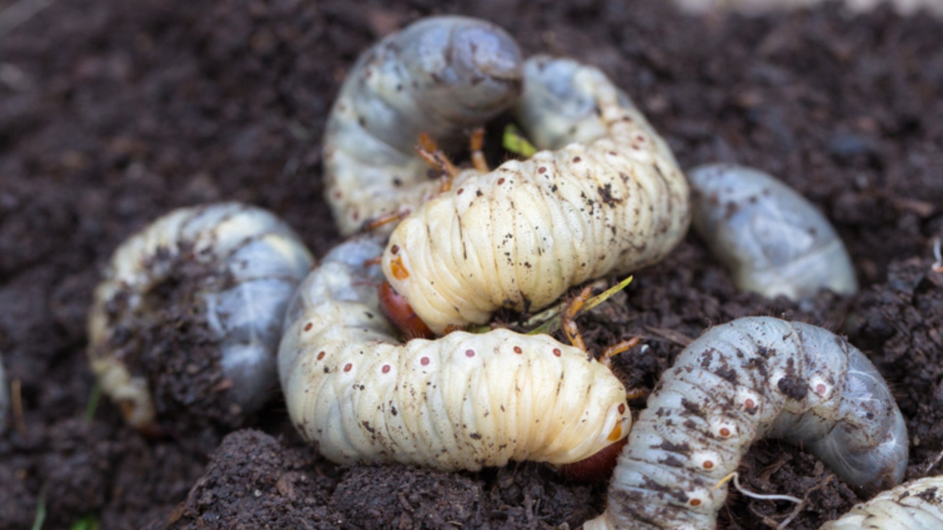 Stay Vigilant: Indicators of a Grub Infestation in Your Lawn