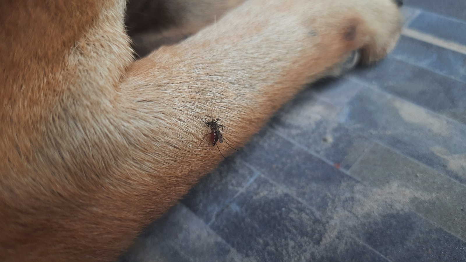 Always Hire a Professional for Mosquito Control Treatments