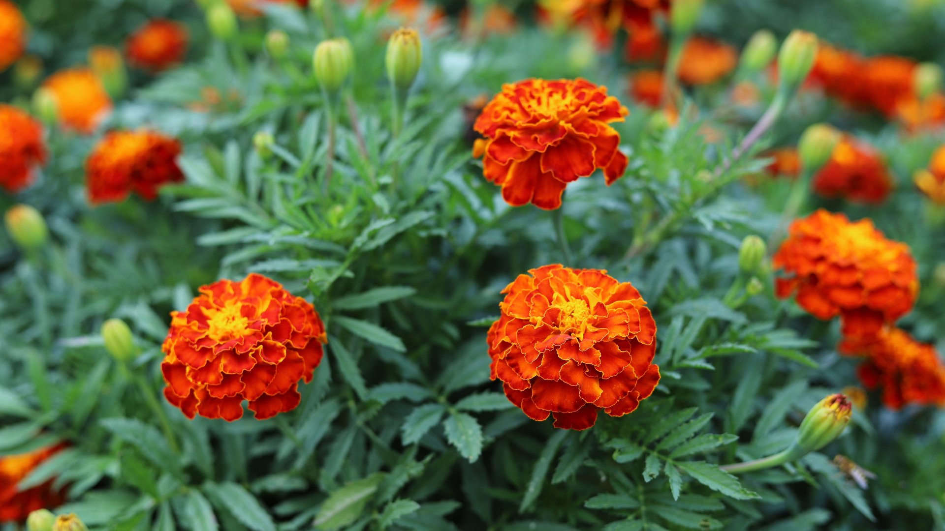 4 Annual Flowers to Consider Adding to Your Landscape Beds This Fall!