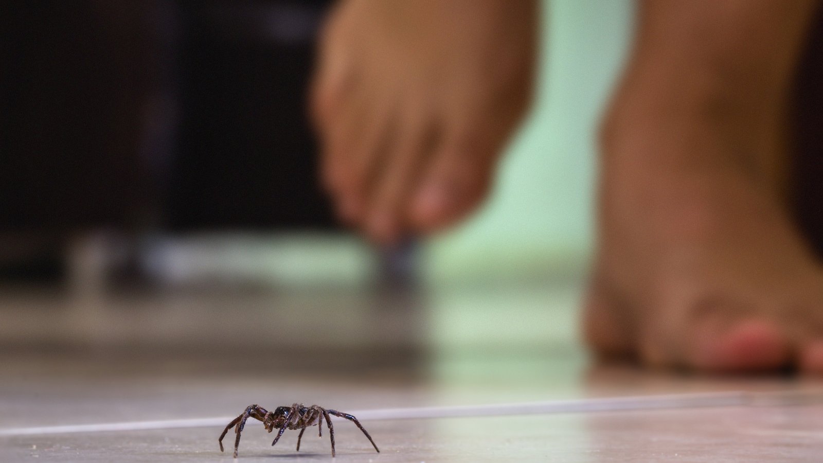 Keep the Creepy Crawlies Outside Where They Belong