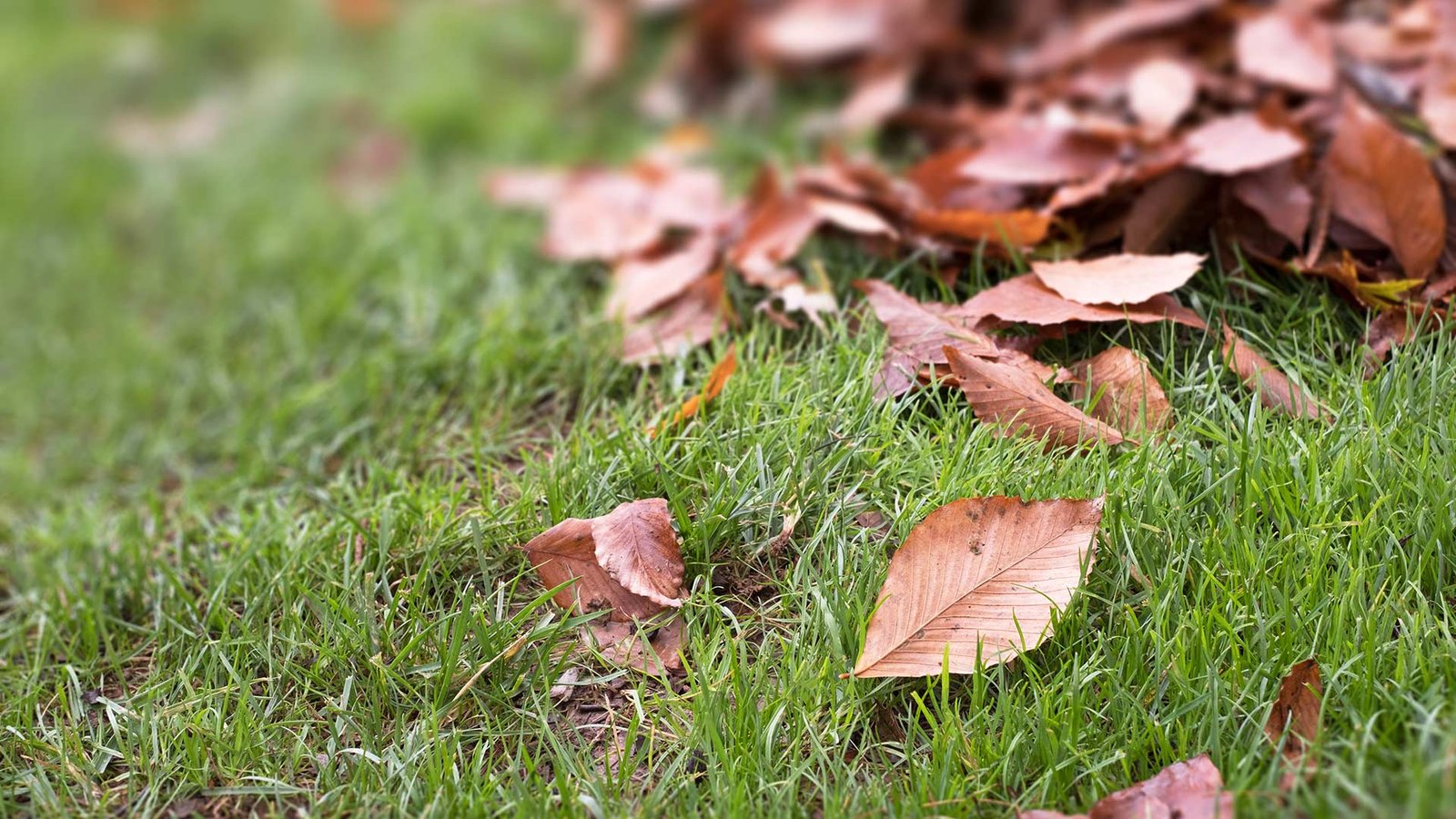 Ignored Leaf Piles - An Open Invitation for Pests, Lawn Disease & More