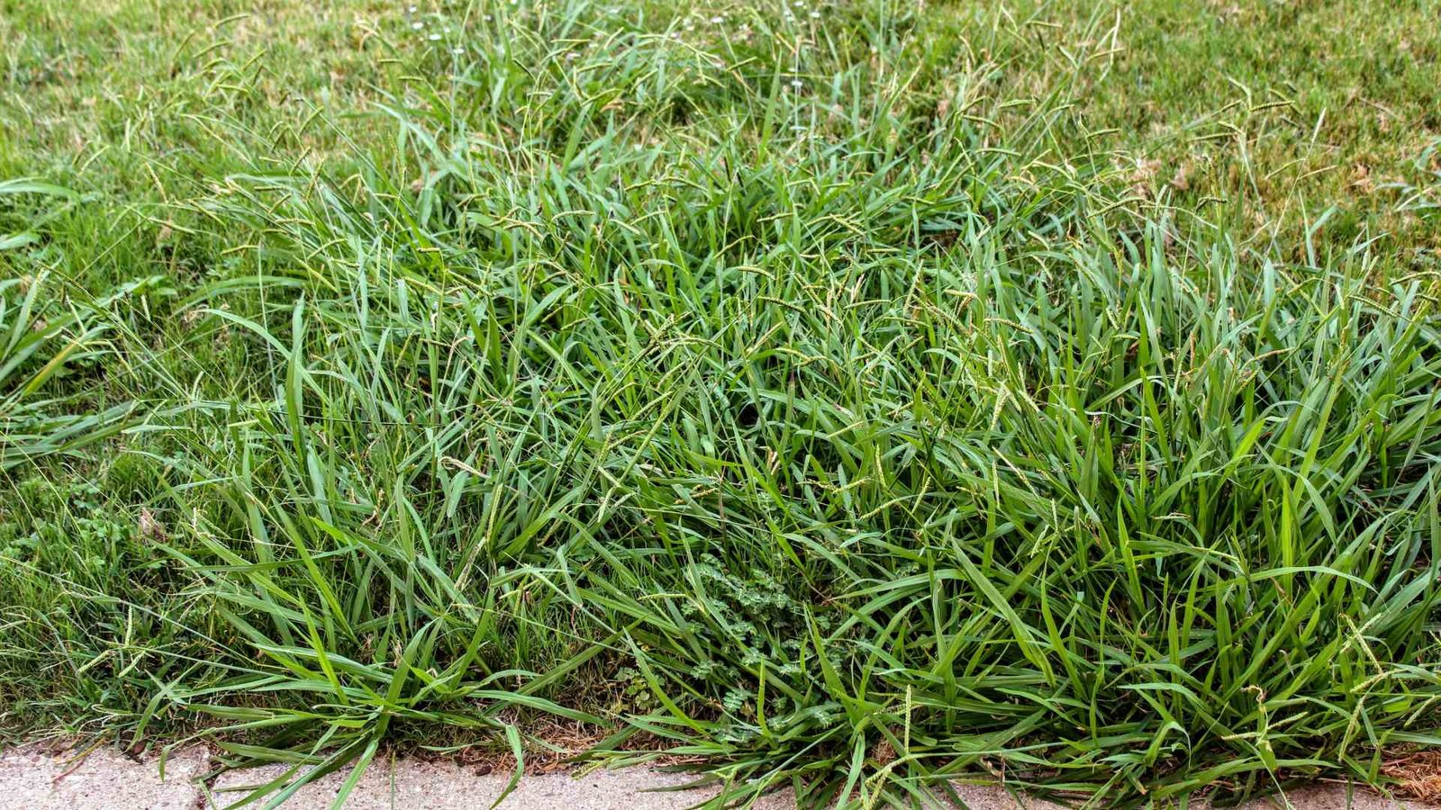 How Often Should You Apply Pre- & Post-Emergent Weed Control Treatments?