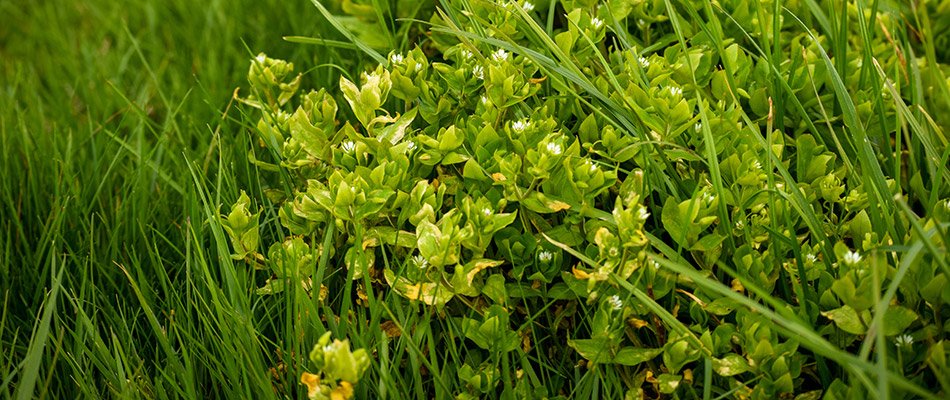 Does Pre-Emergent Weed Control Really Work?