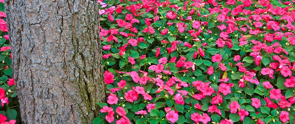 Bright pink impatiens growing around a tree in a South Bend, IN yard.