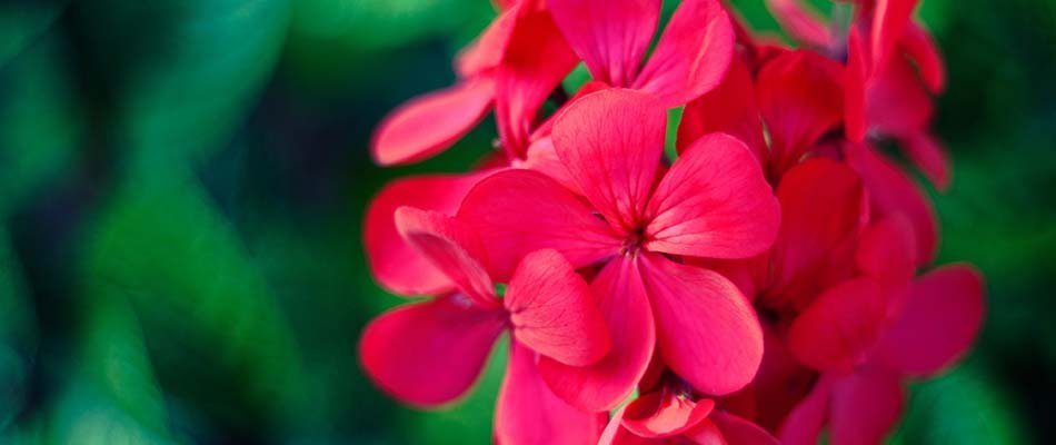 Bright red geraniums blooming in Granger, IN.