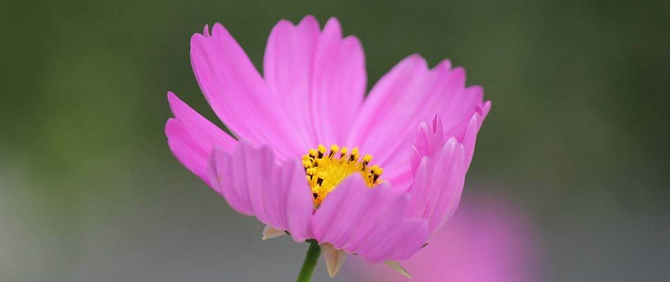 Closeup photo of a cosmos flower blooming in Elkhart, IN.