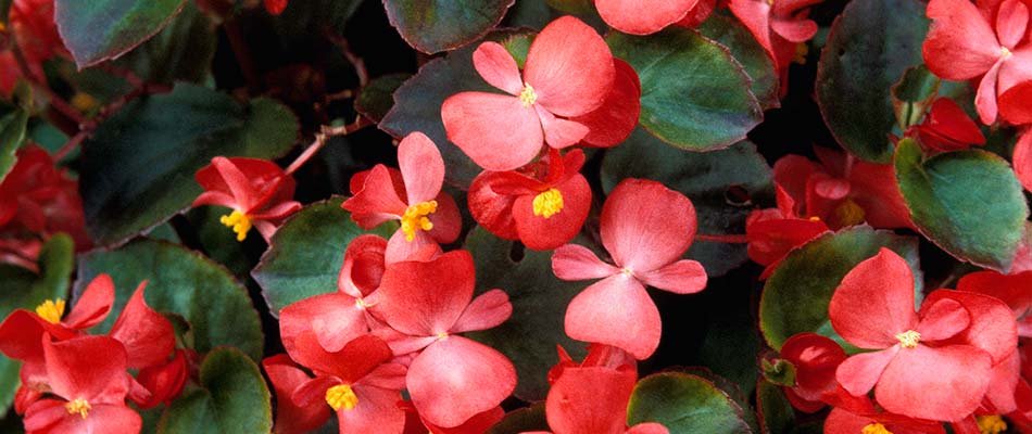 Brightly colored begonia flower blooms near Elkhart, IN.