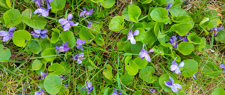 Wild violet growing on a property in Granger, IN.
