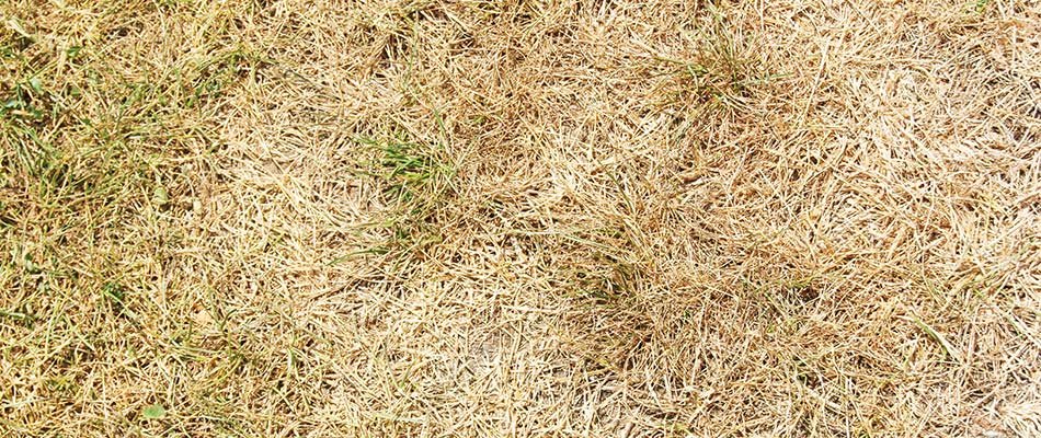 Does Your Lawn Have Brown Patches? Here’s Why