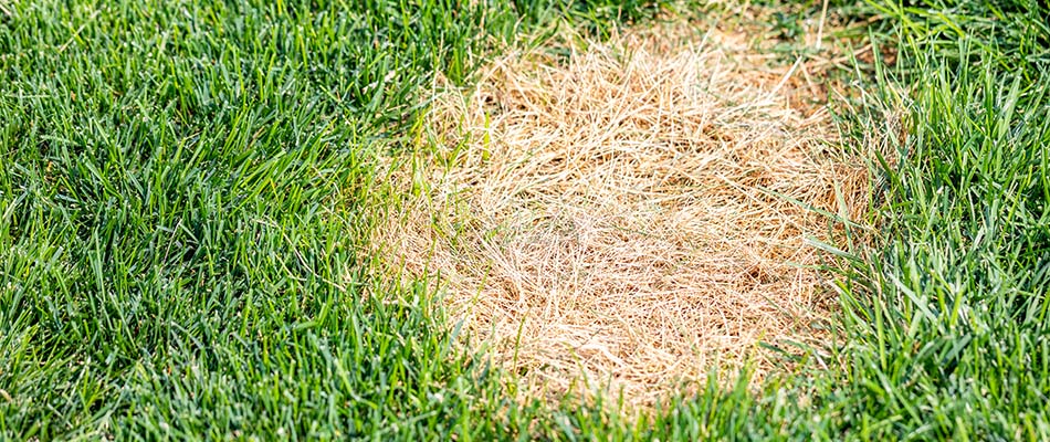 Dead grass with dollar spot lawn disease in Osceola, IN.