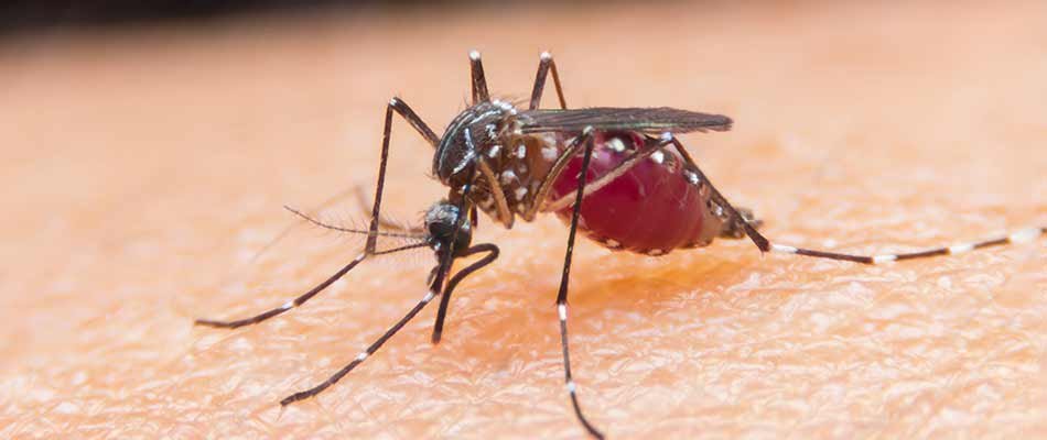 Mosquitoes, Ticks, and Fleas - A Bite Can Be Deadly
