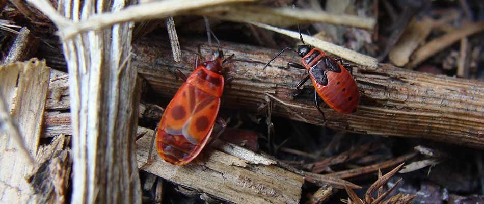 Chinch bugs up close in a yard near South Bend, IN.