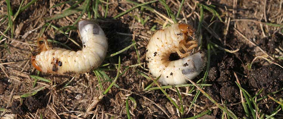 White grub worms crawling through a lawn in Granger, IN.