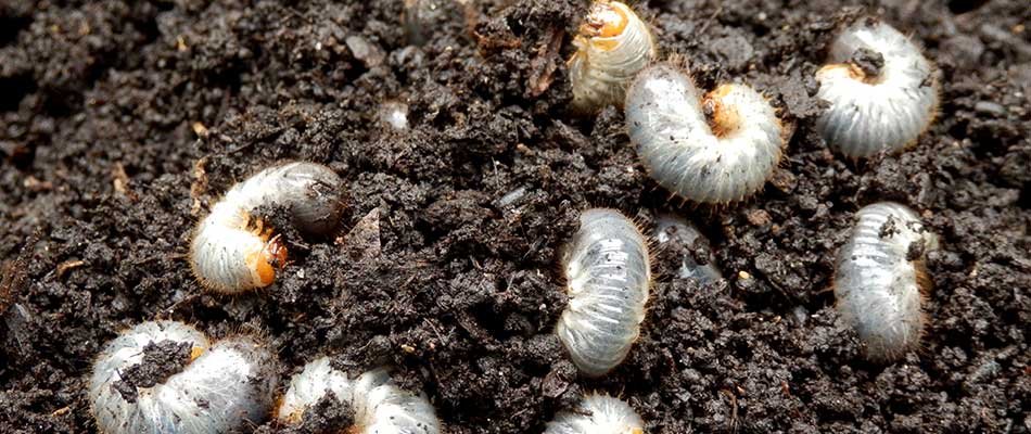 White grubs in lawn soil in Granger, IN.