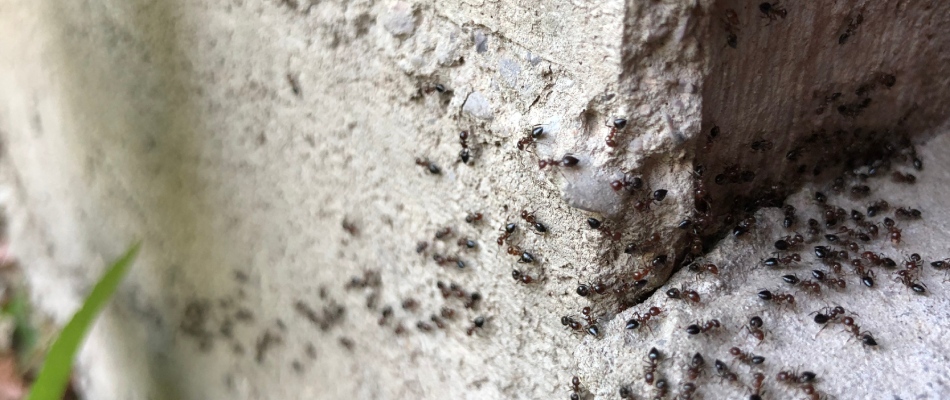 Ants invading a home in Elkhart, IN through a crack in the foundation.