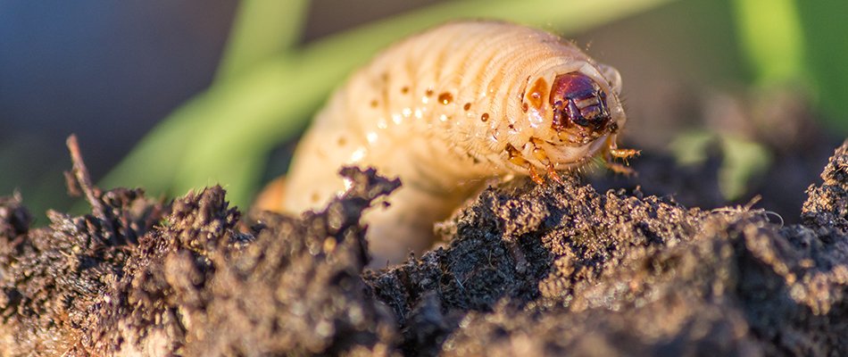 Grub crawling on soil near in Niles, MI