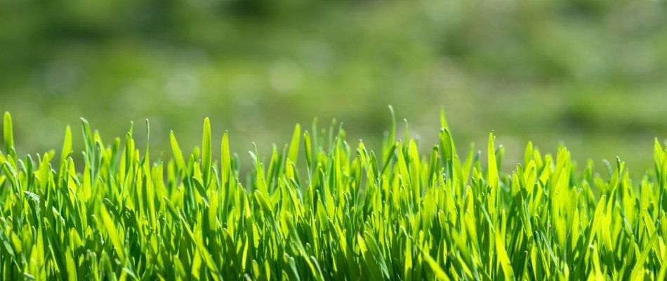 The proper height of healthy grass.