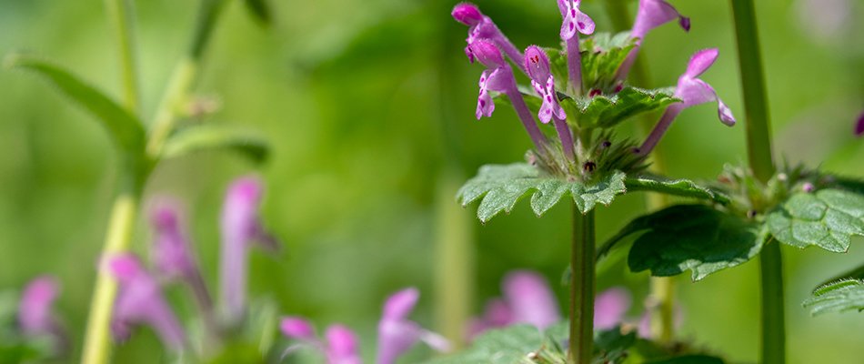 Henbit lawn weed near Jamestown, IN.