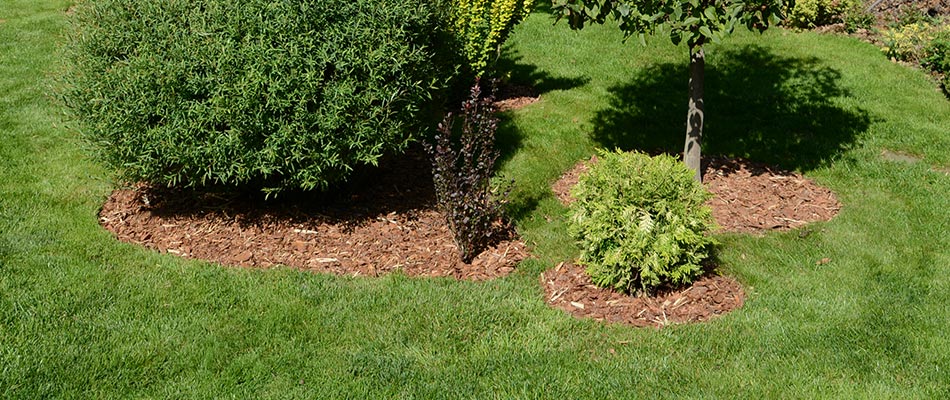 Mulch around bushes in winter to prevent weed growth in South Bend, IN.