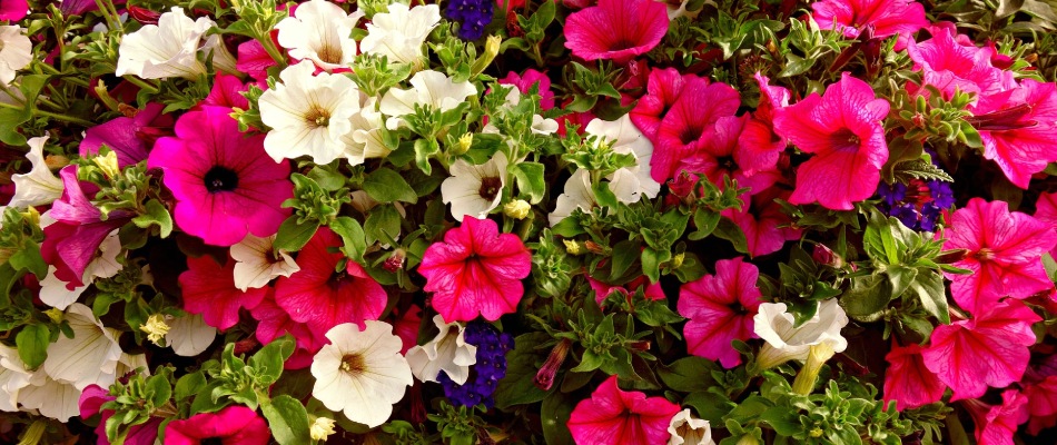 Petunia annual flowers planted in landscape bed in Notre Dame, IN.
