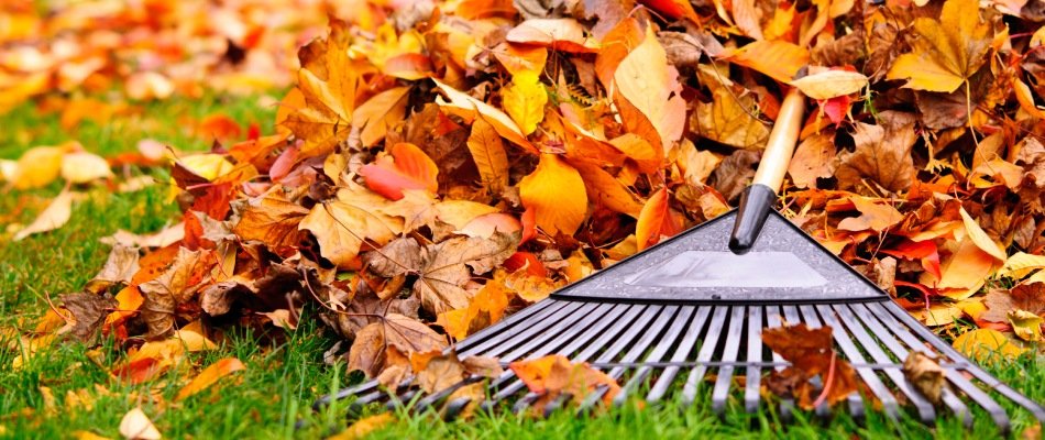 Pile of leaves being raked during yard cleanup to avoid pests.