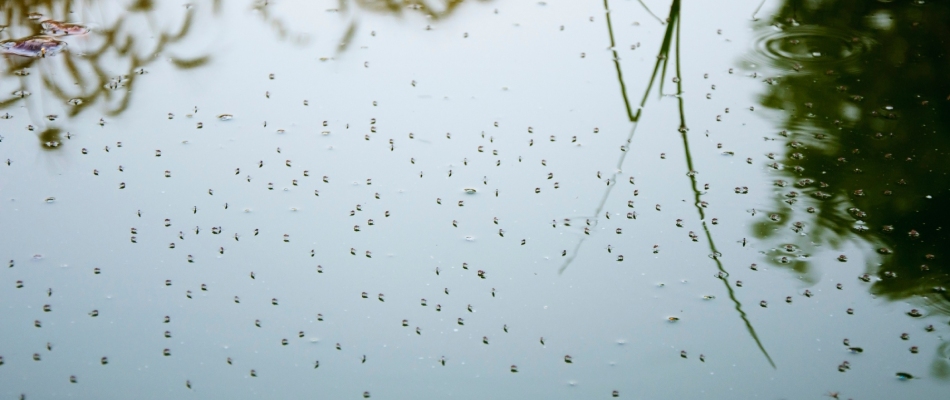 Mosquitoes over water on property in Dunlap, IN.