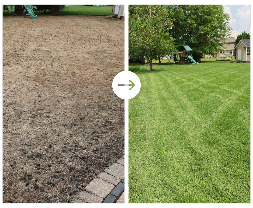 Dead Lawn