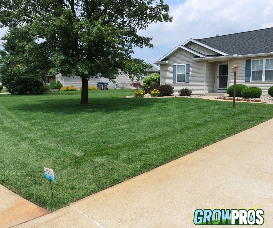 Newly Germinated Lawn